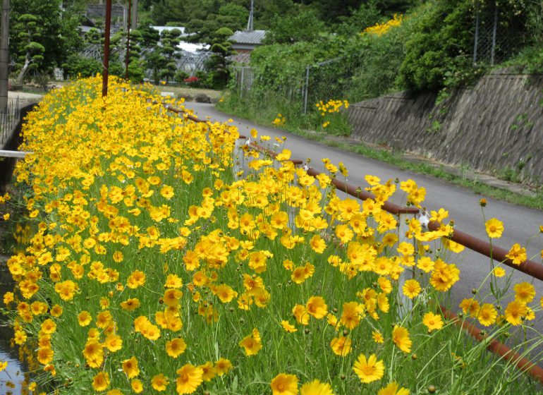 大金鶏菊が咲きました 平木場荘