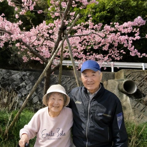 桜の下でお花見を楽しむ様子