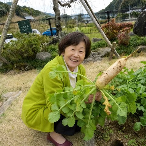 畑で大根を収穫する様子