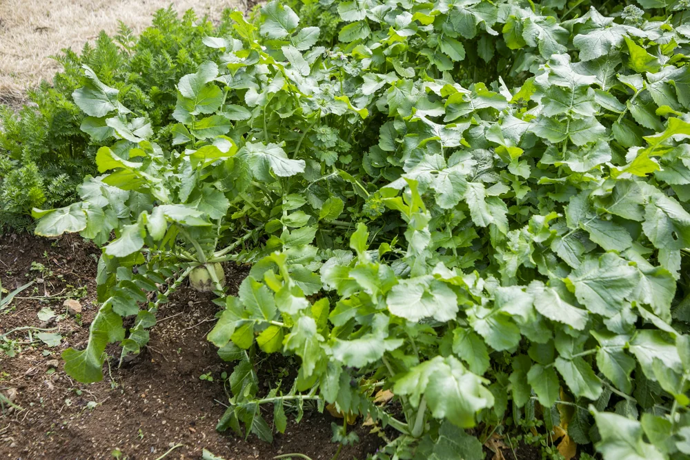 菜園で育つ葉物野菜