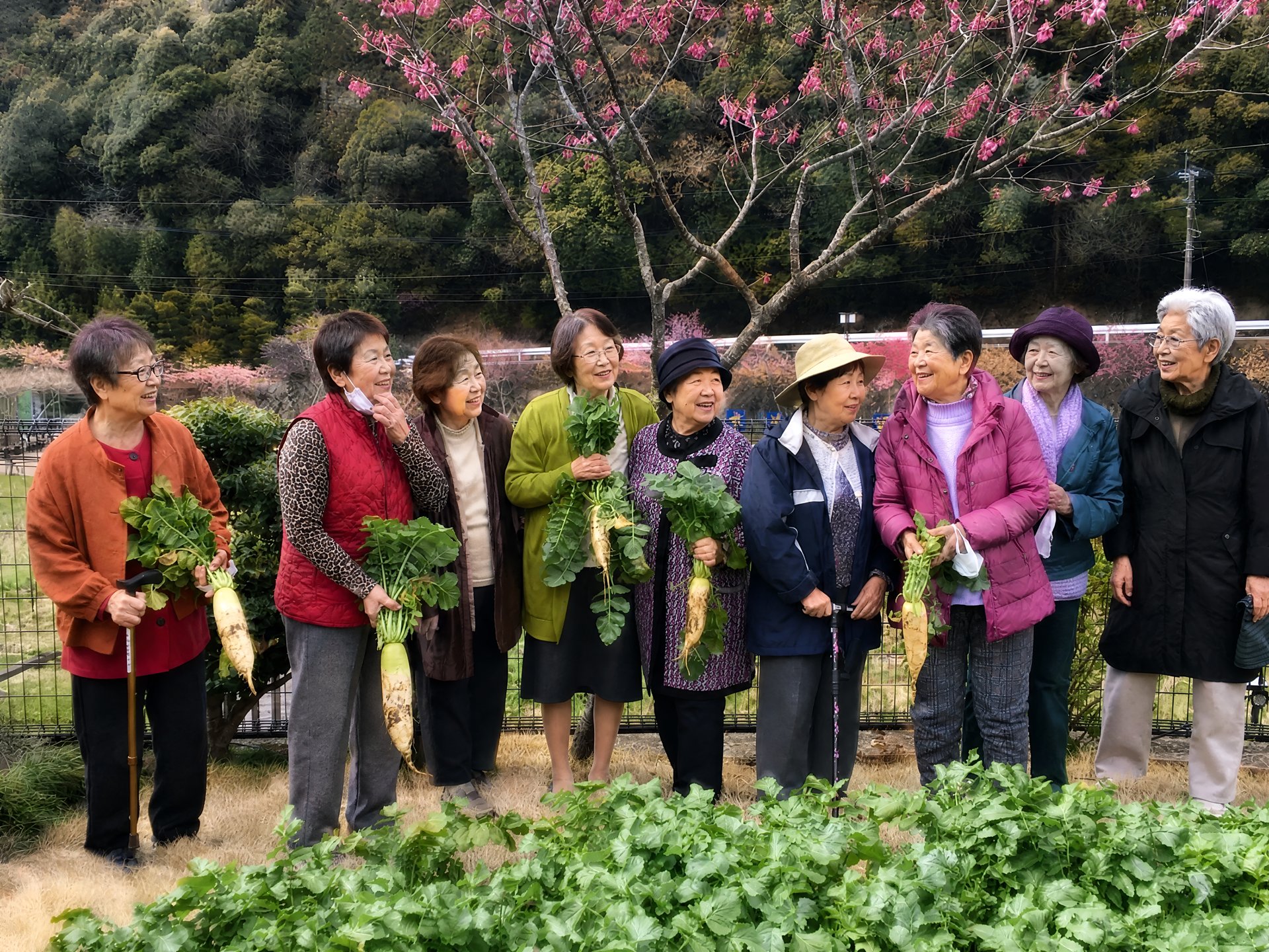 畑で大根の収穫